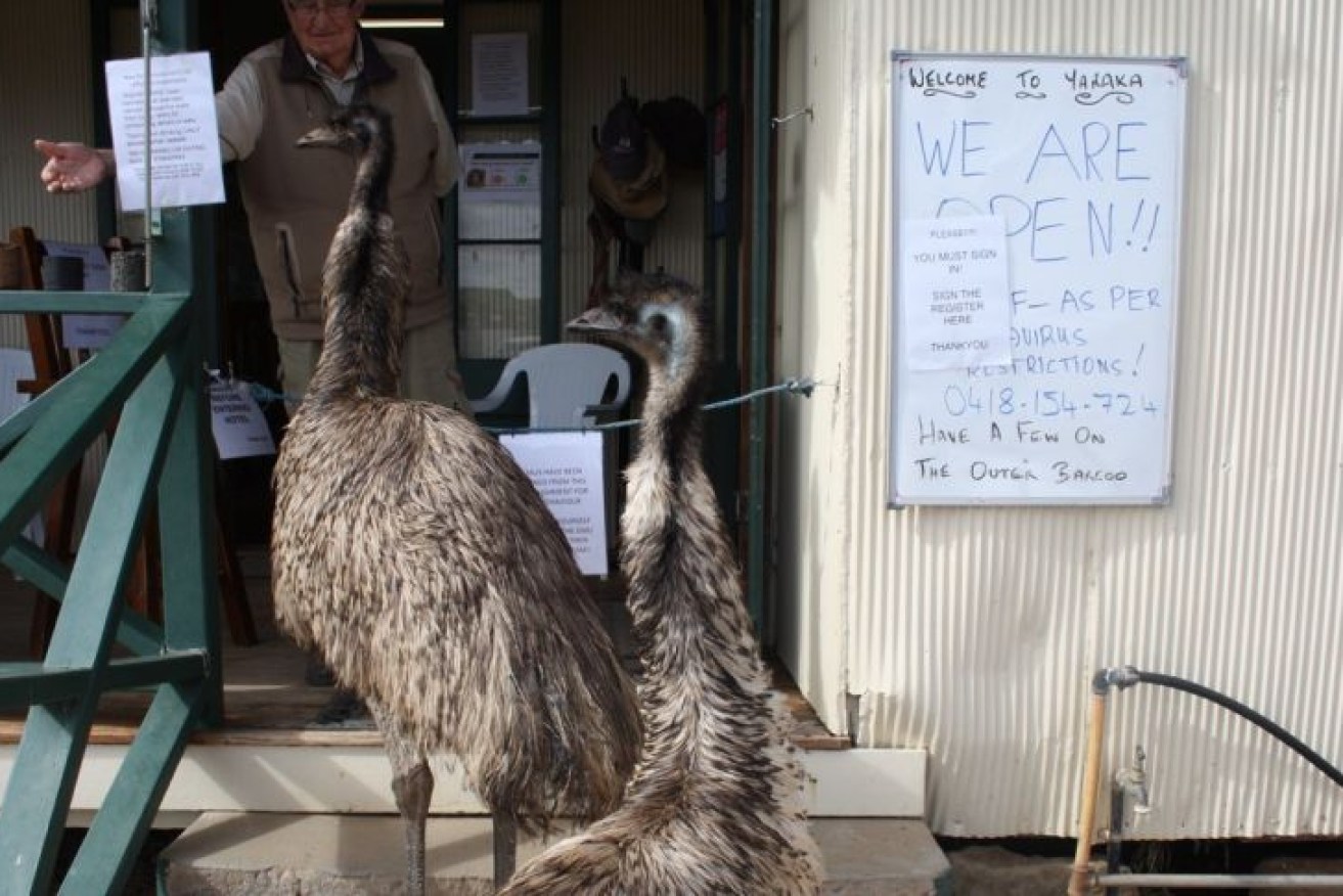 The pub's owners told the ABC the emus, named Carol and Kevin, discovered how to climb stairs only last week.