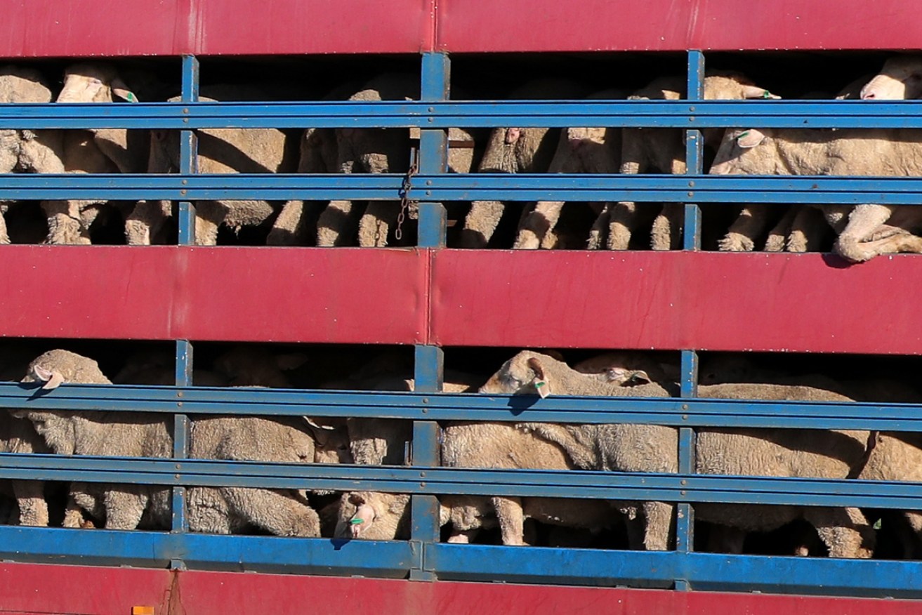 Sheep are transported by road to the Al Kuwait live export ship in Fremantle harbour in June.
