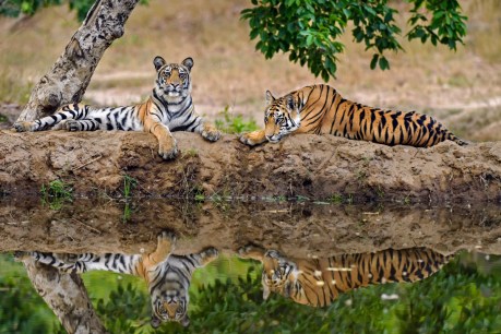 Conservationists buoyed as numbers of tigers make a comeback in five countries