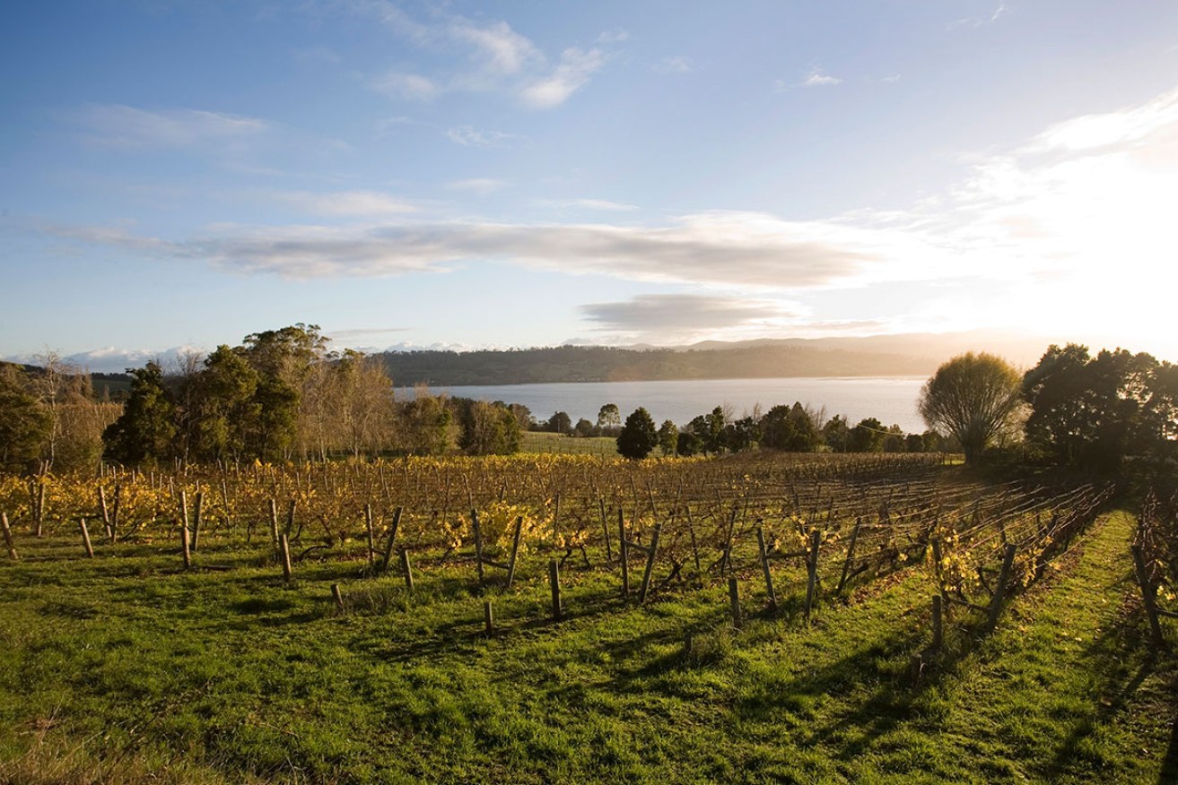 Tasmania has rapidly become one of Australia’s most successful regions for cool climate wines.