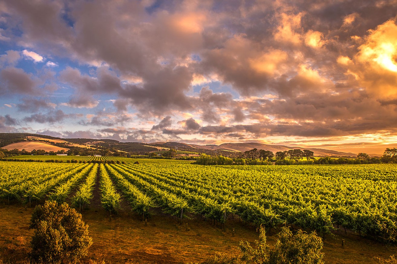When it comes to world-beating Shiraz, you can't top the Barossa Valley. 