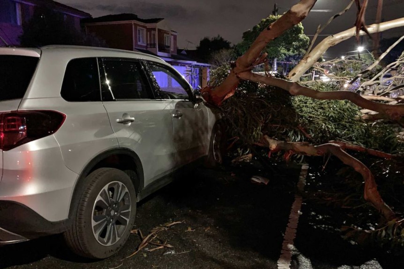 Falling trees crushed cars and sheds.