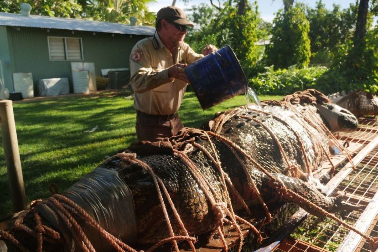 This 4.4 metre male saltwater crocodile was removed from the Flora River, about 120 kilometres from the town of Katherine.