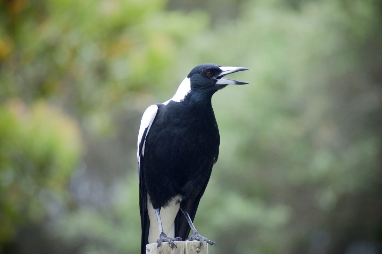 First impressions count: Your local magpie will remember your face, and may swoop if it dislikes you. 