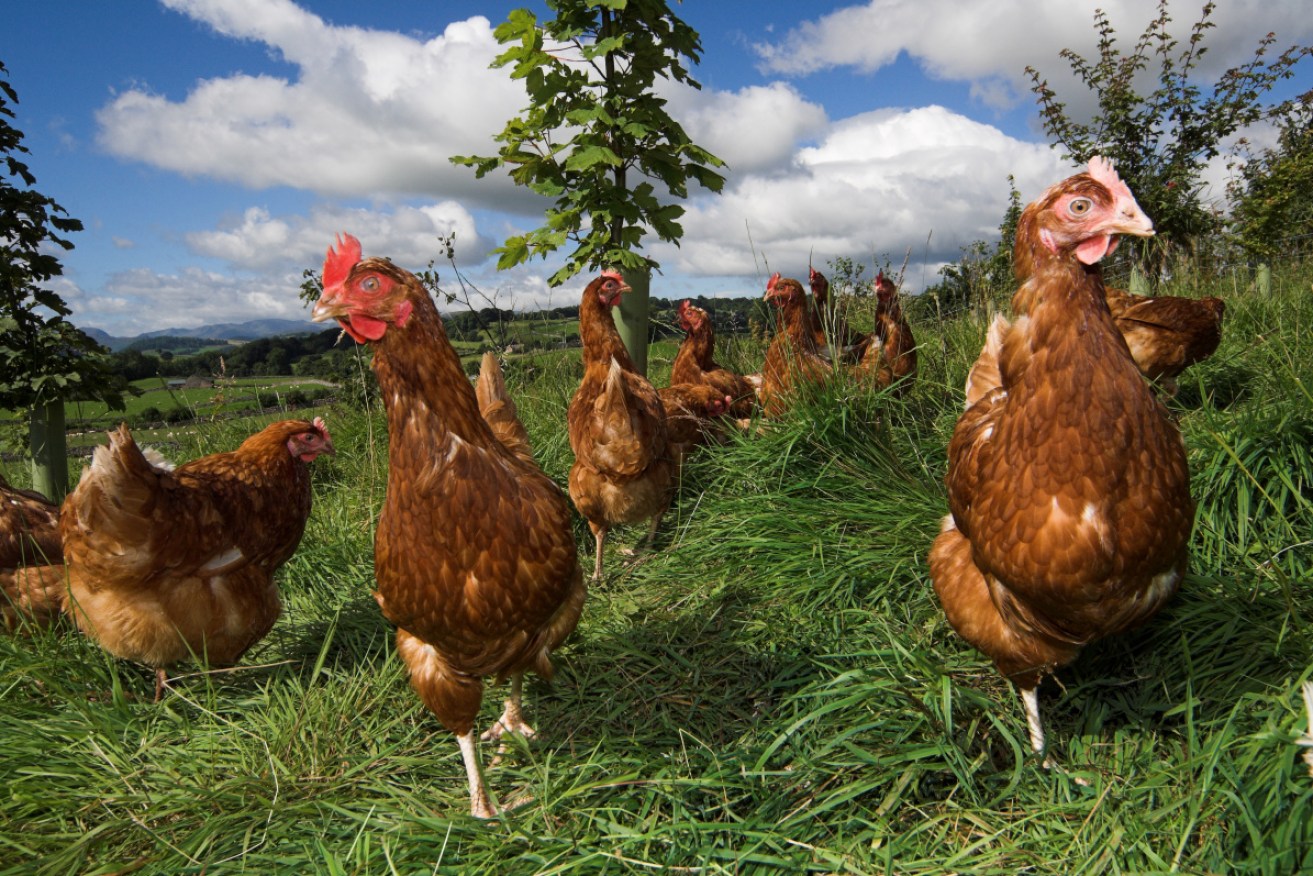 The outbreak started at a free range egg farm in regional Victoria (file photo).