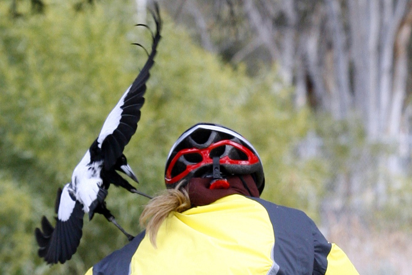 Bad news – experts think swooping magpies might take exception to COVID masks.