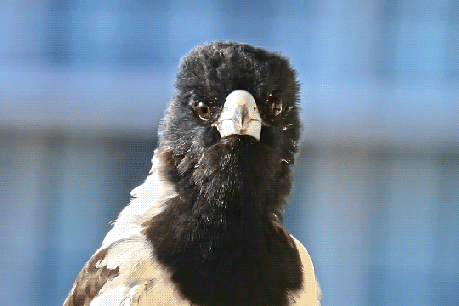 Magpie swooping alert as spring approaches