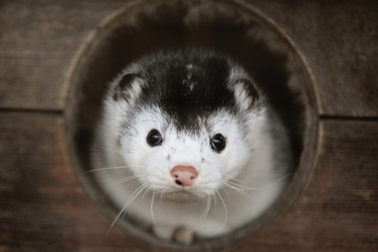A mink looks out of its cage at a fur farm near Kalinkovichi, Belarus.