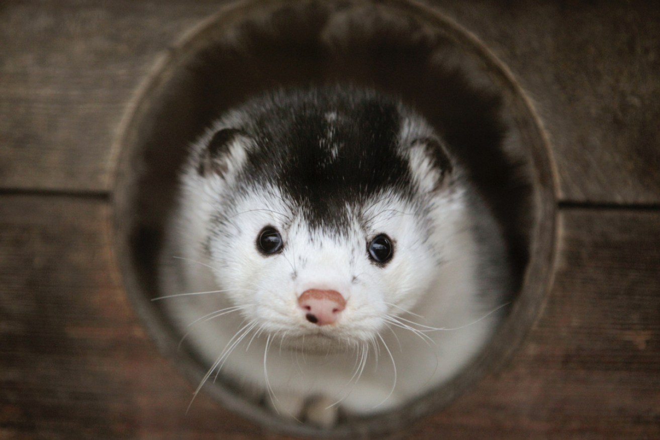 A mink looks out of its cage at a fur farm near Kalinkovichi, Belarus. 