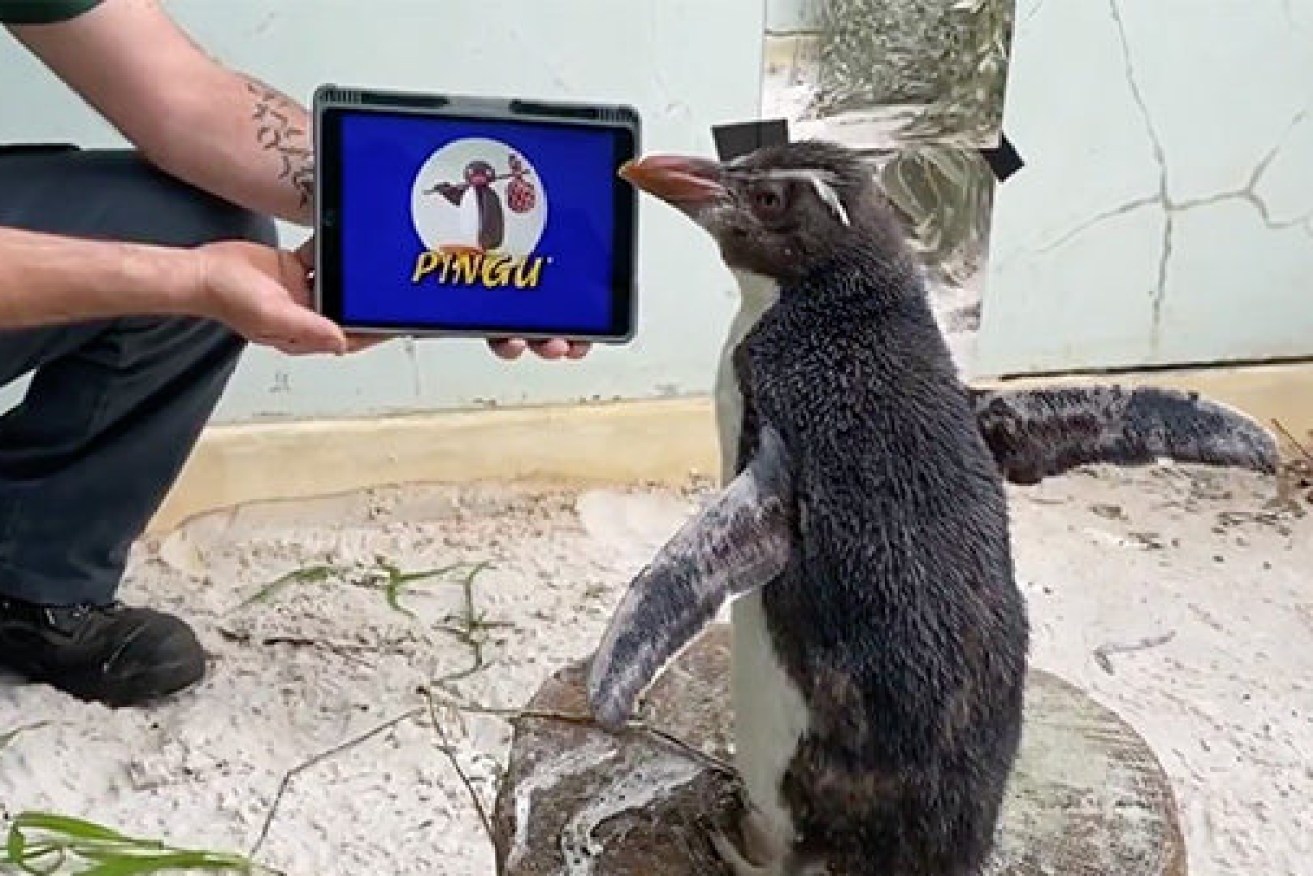 Pierre the penguin catches up on his latest viewing of <i>Pingu</i>.