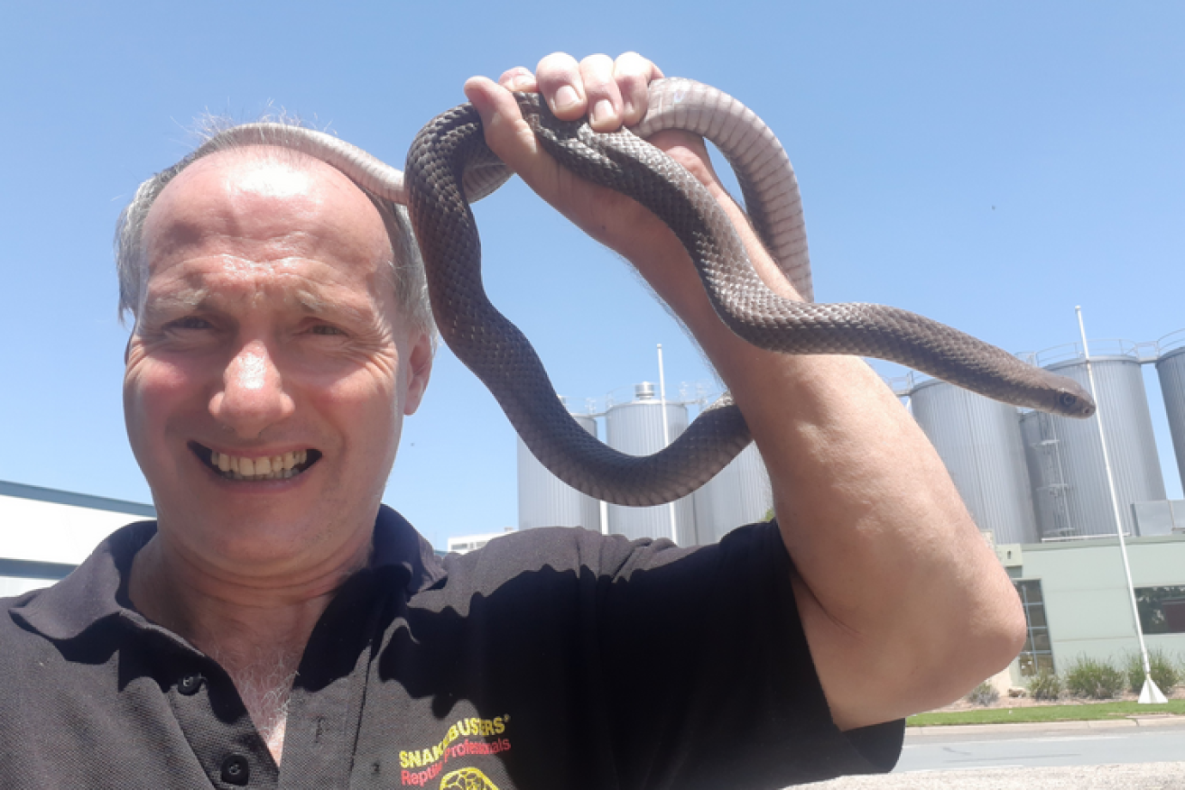 Snake catcher Raymond Hoser gets up close and personal with one of his, er, clients.