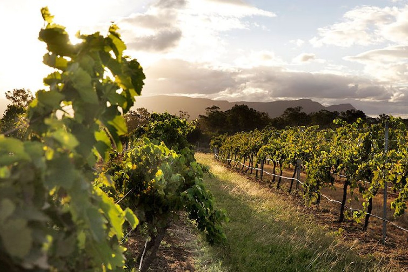 Mount Pleasant endures as one of the Hunter Valley’s most acclaimed wineries.