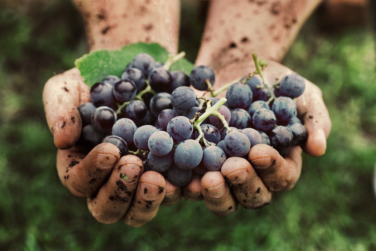 Cabernet Sauvignon is one of the world’s most popular red wines.