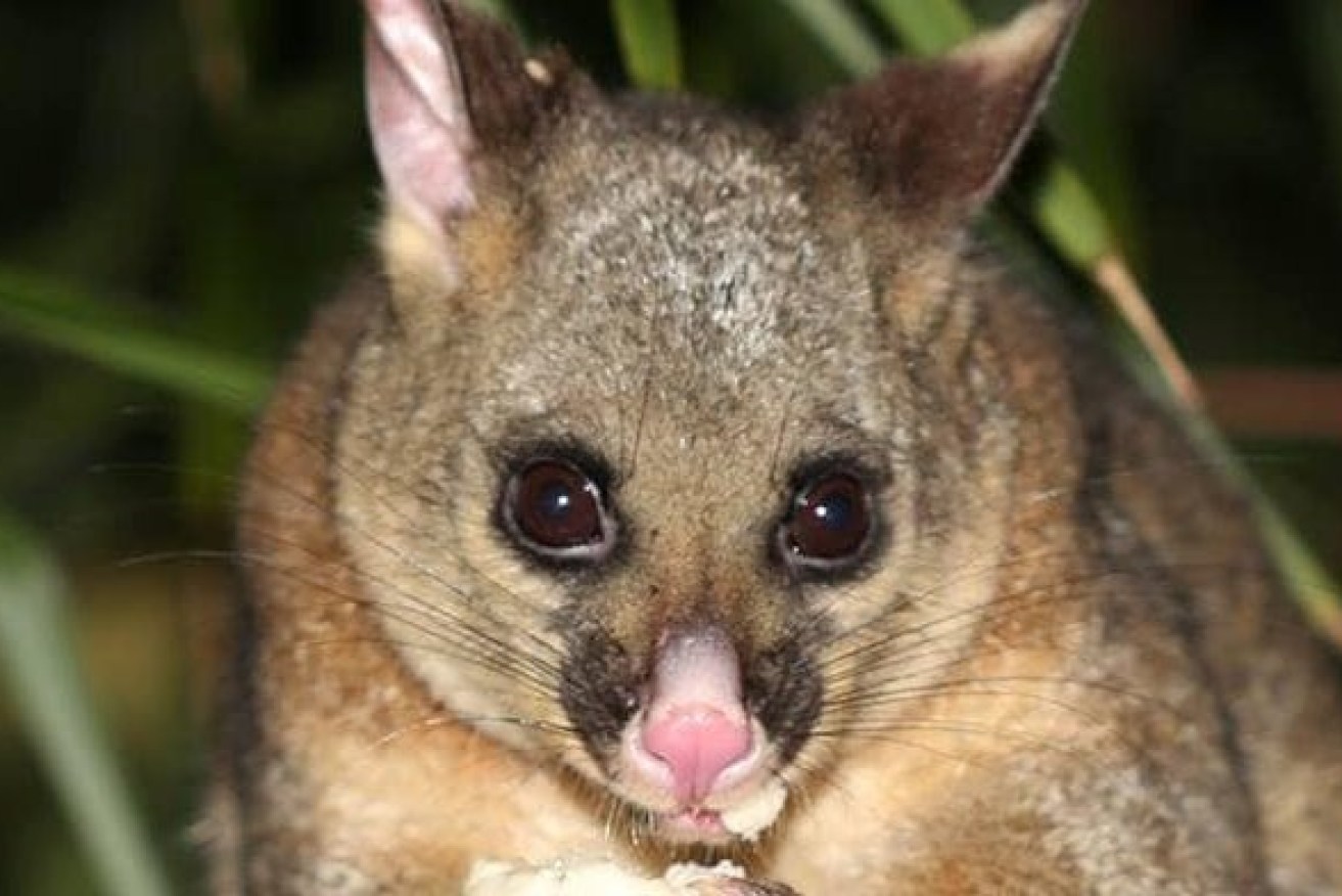 Diana Wolfe says Russell the possum has lived around her Mallacoota property since 2015.