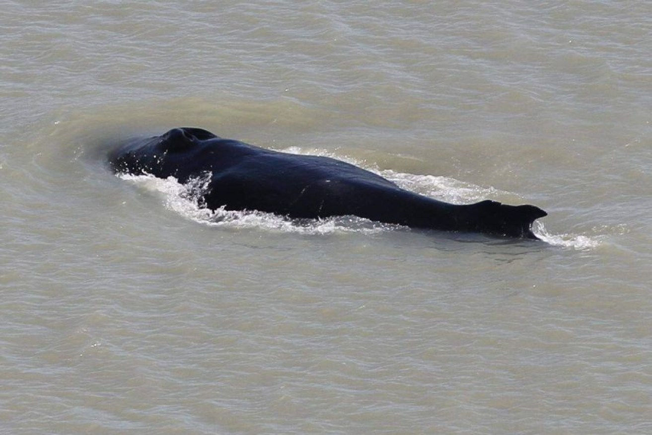 Boaties have been banned from a stretch of the East Alligator River to help keep the whales safe.