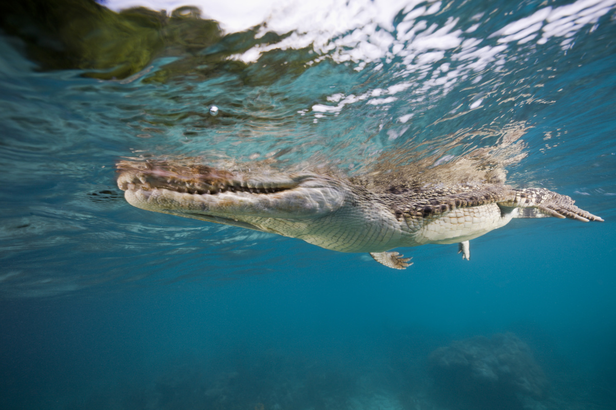 Swimmer bitten on head by saltwater crocodile on the Great Barrier Reef