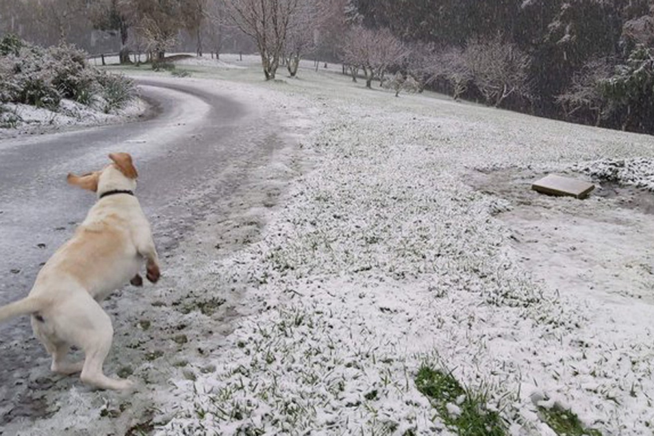 Fun in the snow, in central Victoria on Friday.