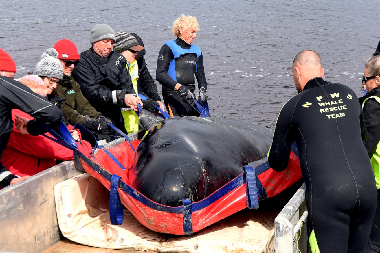 Rescuers with one of the stranded whales on Thursday. 