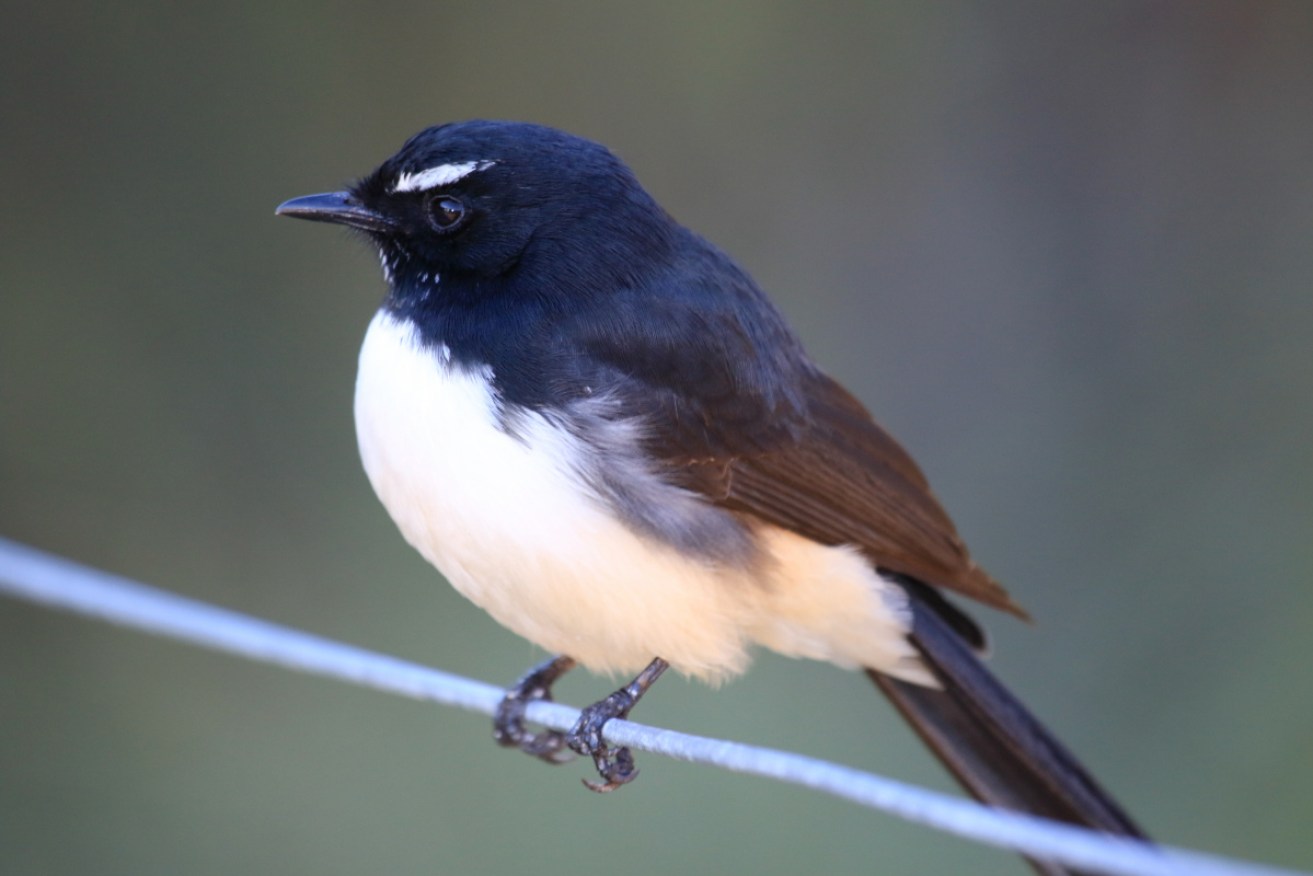 It was long rumoured willie wagtails sang to the moon. A new study has shown it's true.