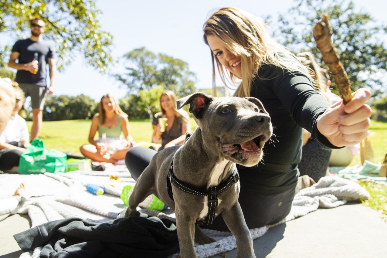 Picnics in the park are back on in Sydney, as community transmission of COVID slows.