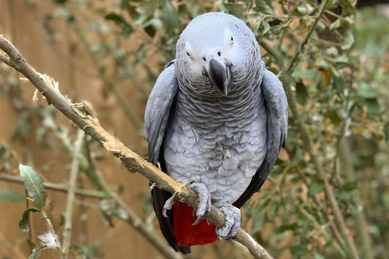 Butter wouldn't melt ... one of the African greys whose language is rather blue.