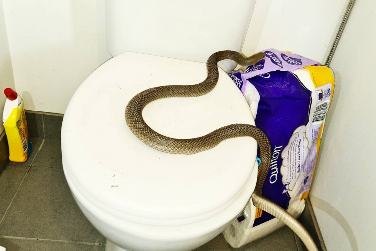 Snakes can turn up in the darndest places and often do.