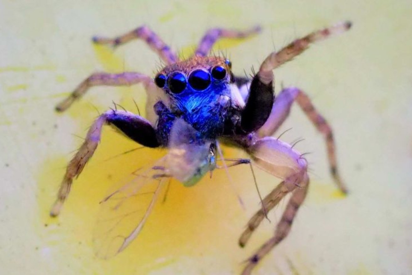 Amanda De George found this unidentified Jotus spider on her recycling bin. 