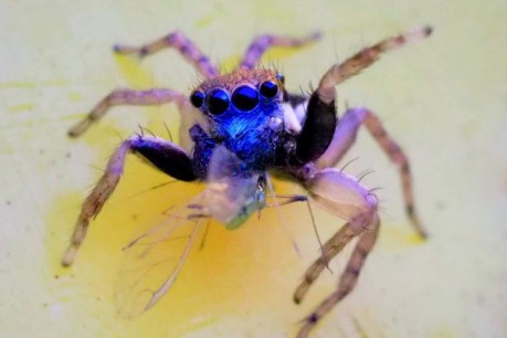 New jumping Jotus spider found in NSW backyard, mailed alive to Melbourne