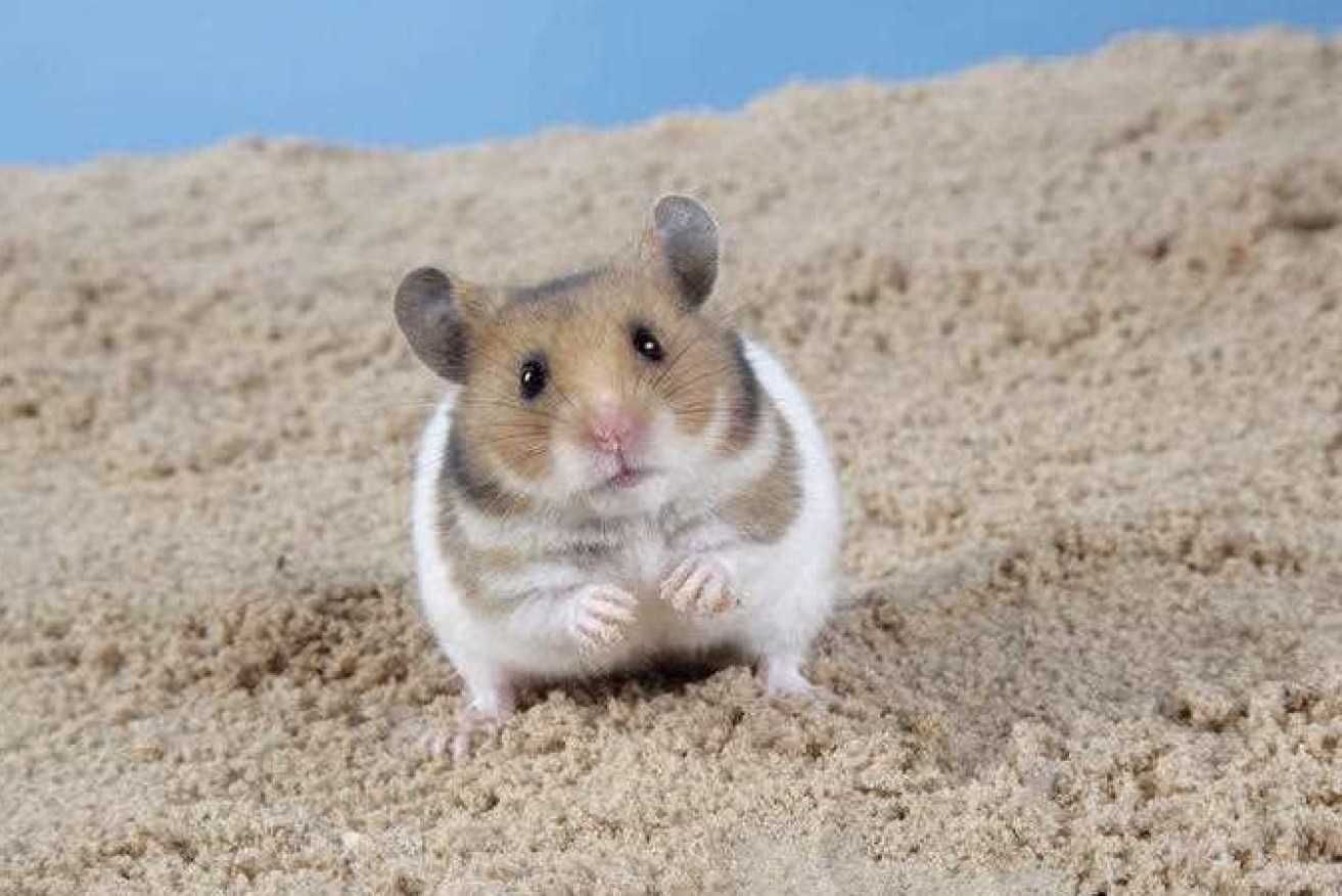 The weird find was vials of hamster DNA. 