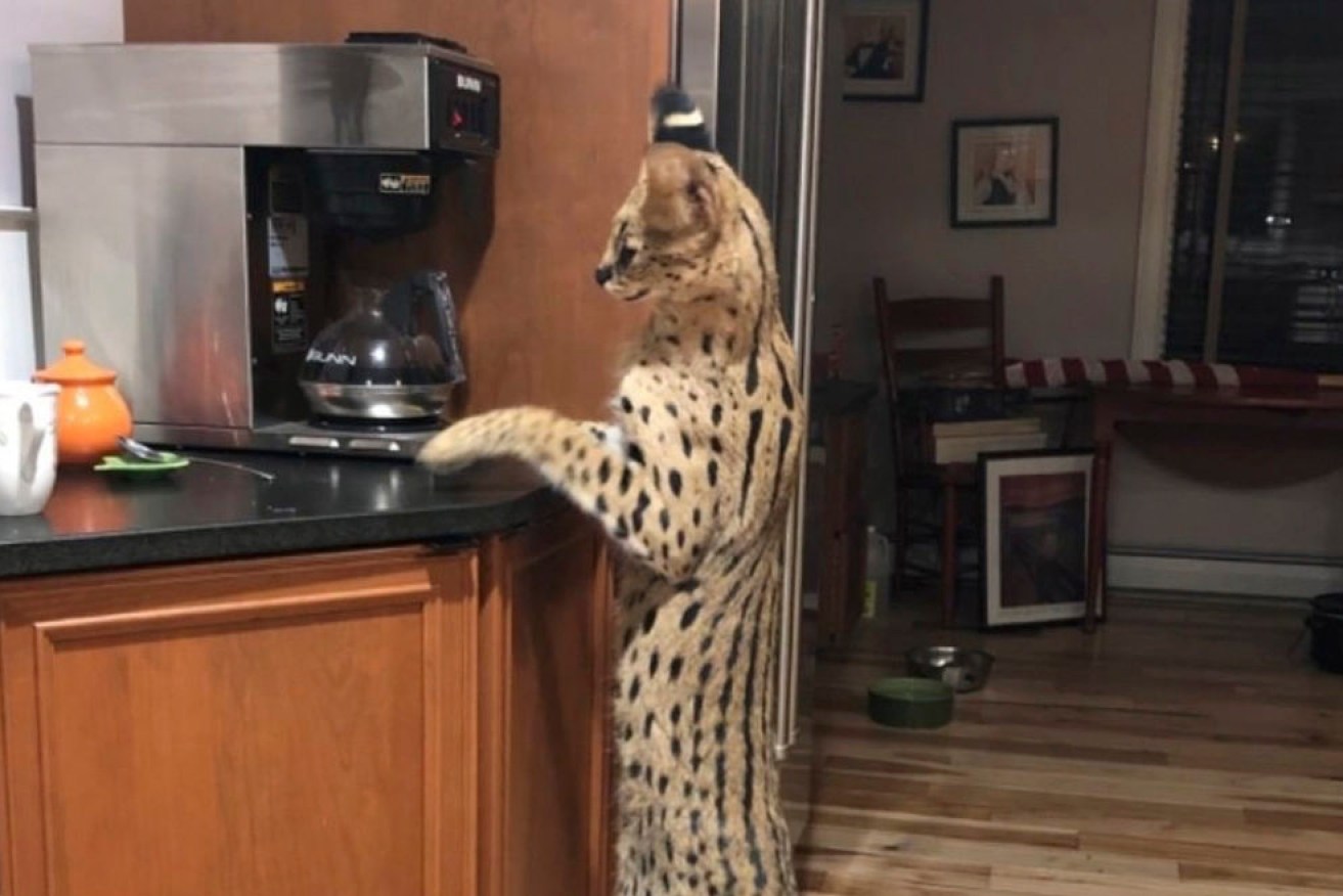 Spartacus the exotic African serval cat, stands up to look at a coffeemaker in his home in Merrimack, N.H.
