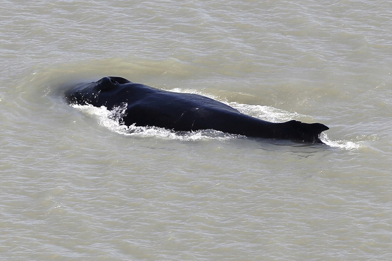 The whale was snapped in the river early in September.