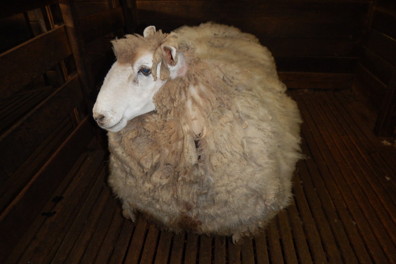 Ewenice the sheep before her haircut. 