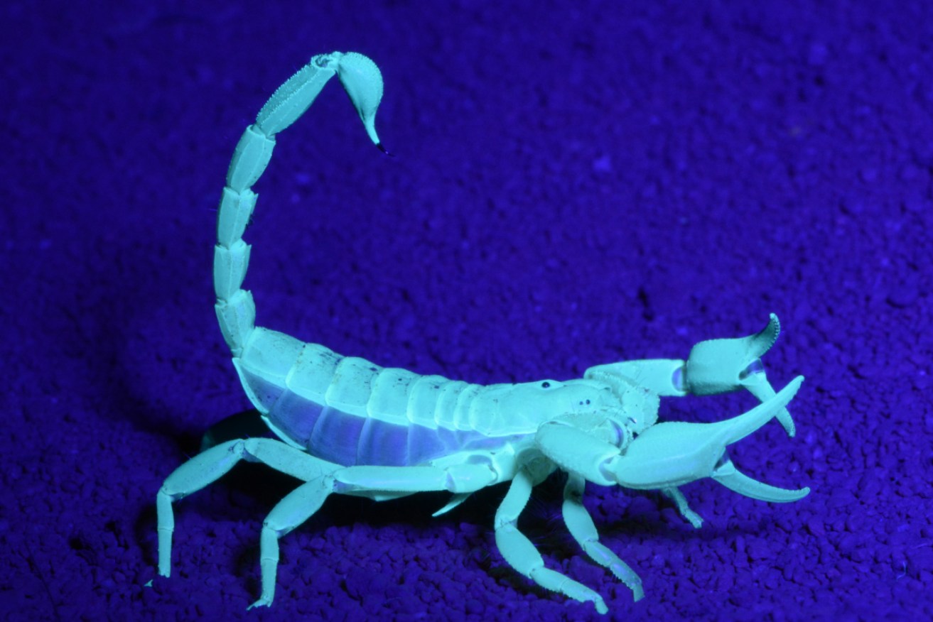 In the absence of natural predators such as bilbies, native scorpions are thriving.