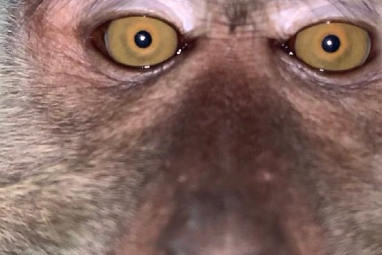 Guilty eyes? Monkey 'thieves' out themselves with phone selfies.