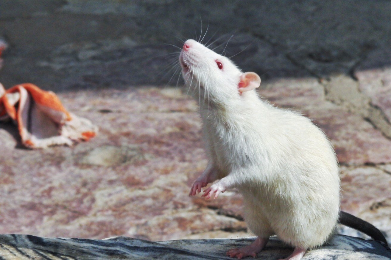 The skull size and shape of rats has changed little over millions of years.
