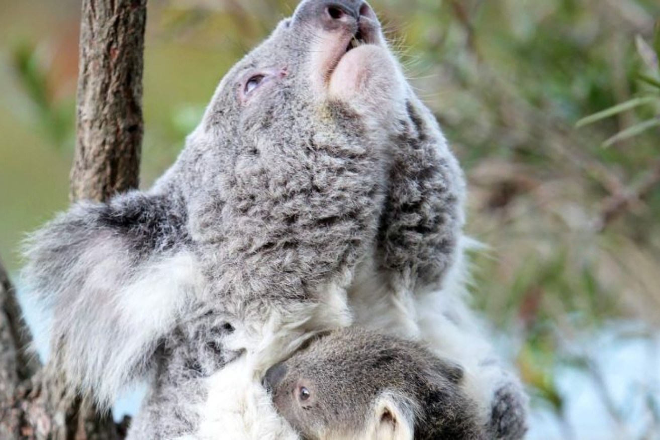 The government said the policy aimed to protect koalas from mass land clearing.