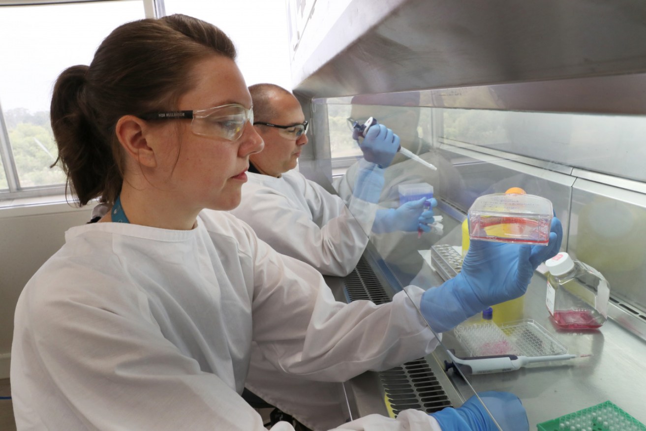 Scientists at work in the CSIRO's high-containment facility at Geelong in January.