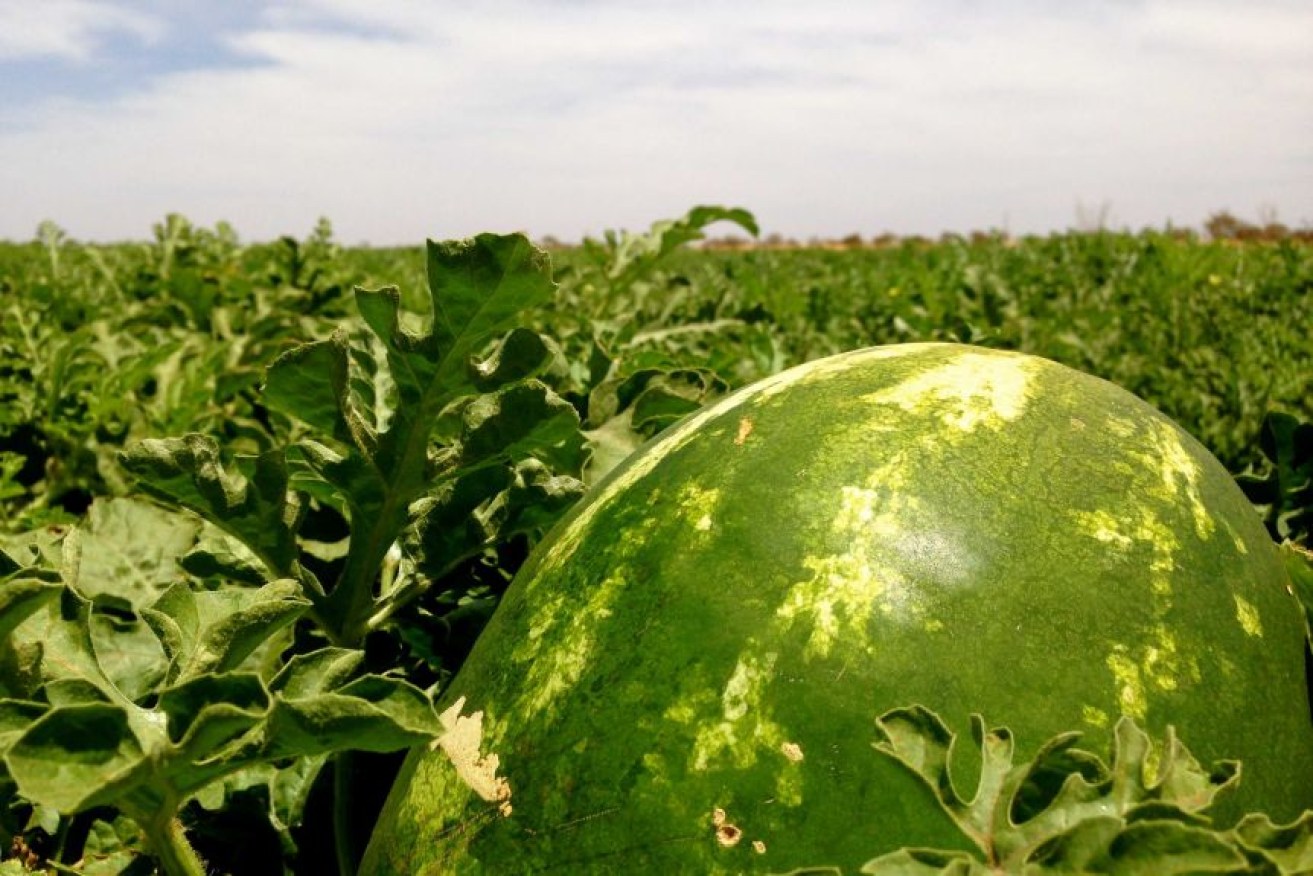 An investigation finds inadequate training of farm workers in managing hydration in a hot environment.