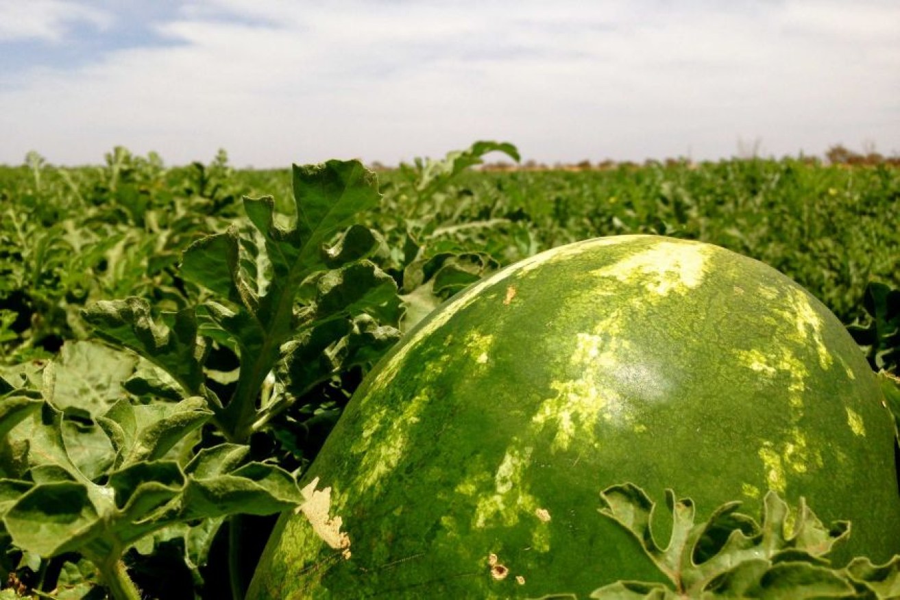 An investigation finds inadequate training of farm workers in managing hydration in a hot environment. 