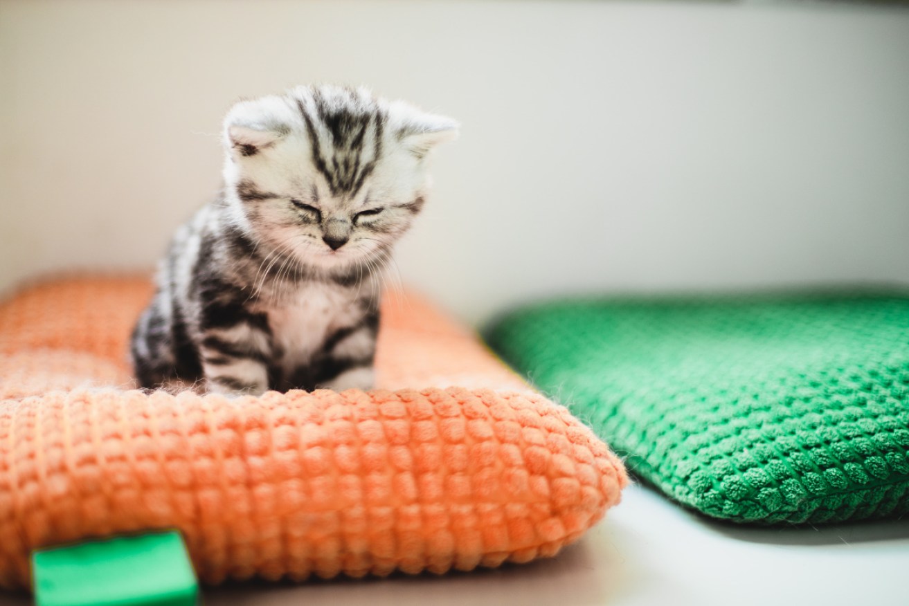 This little cat is either asleep or in the middle of saying "hello, I'll be right with you in a moment, maybe. "