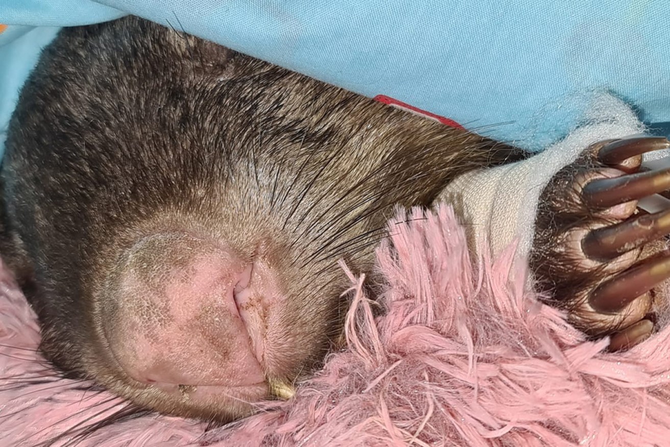 The next couple of days will be crucial for Harold the wombat, whose body was riddled with shotgun pellets.