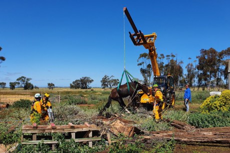 Clydesdale’s lucky escape after horsing about on a Victorian farm