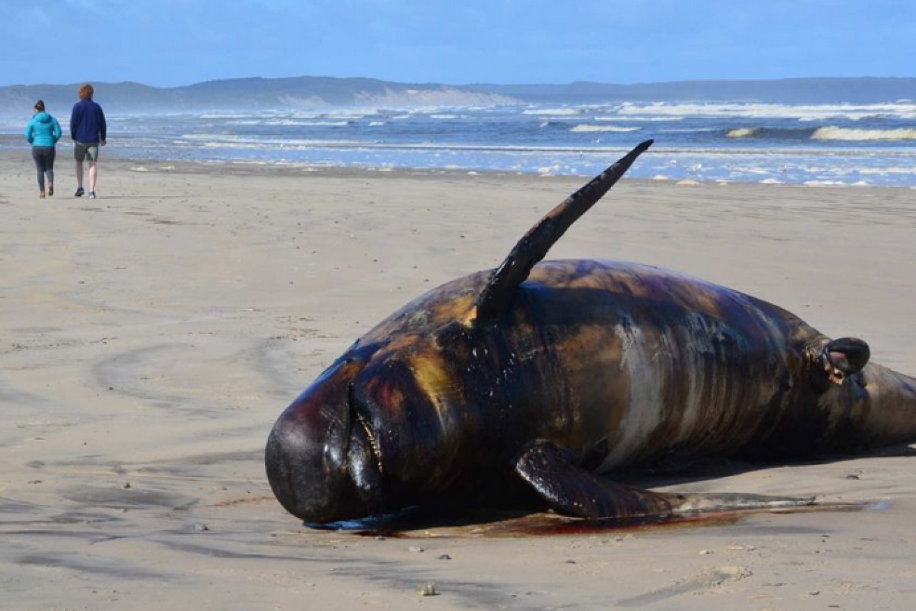 Bloated and reeking, this whale carcass rots on the Ocean Beach.