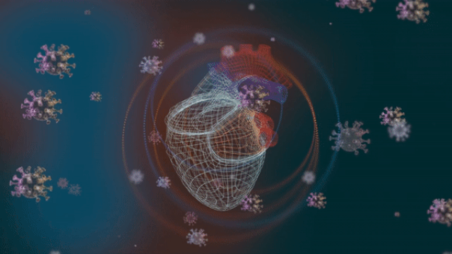 Research shows the coronavirus damages otherwise healthy hearts.