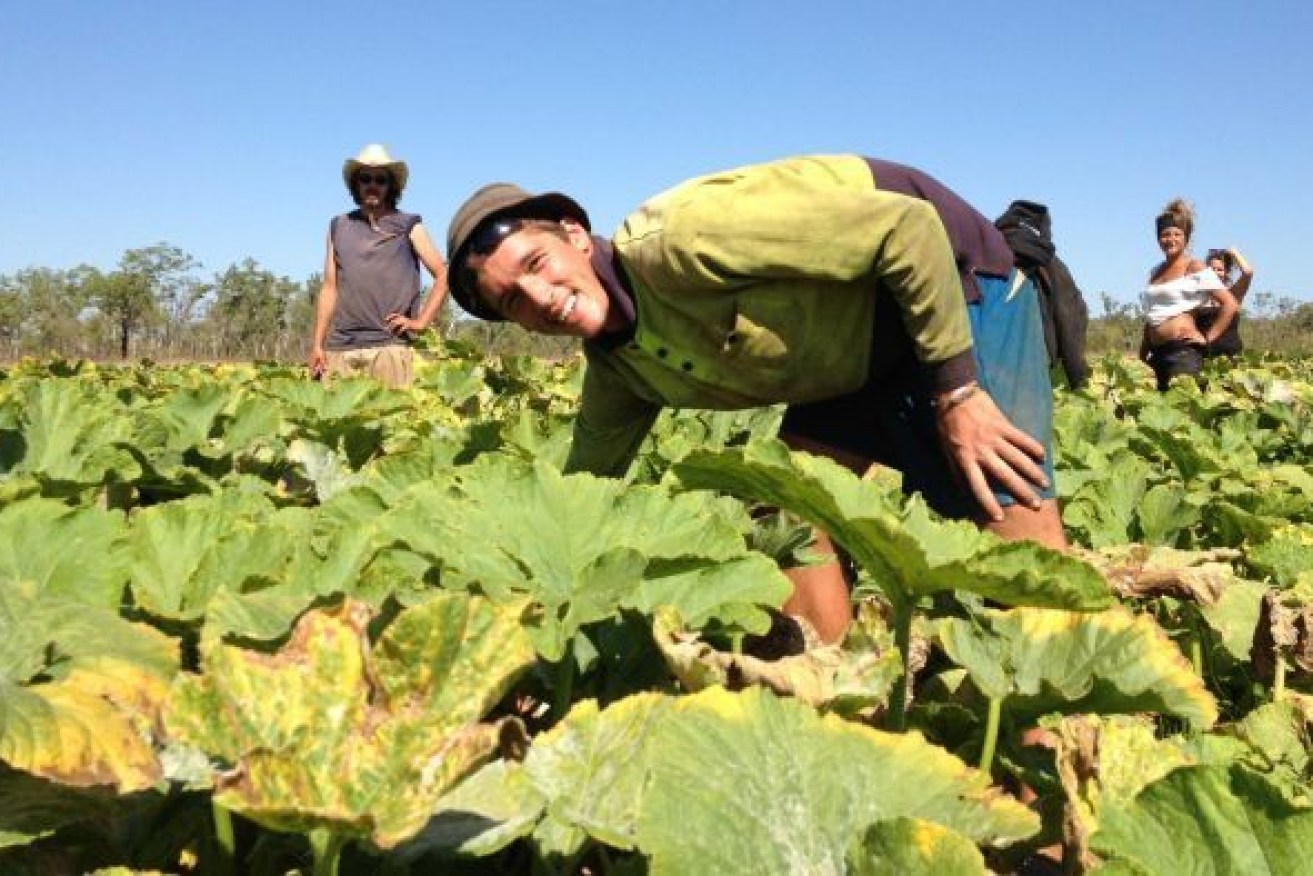 Farmers are complaining of a shortfall in workers, but Australians say they can't get jobs. 