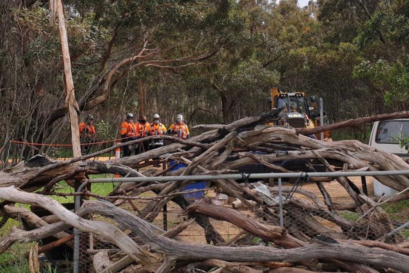 A fiddleback tree was removed for the Western Highway upgrade on Monday. 
