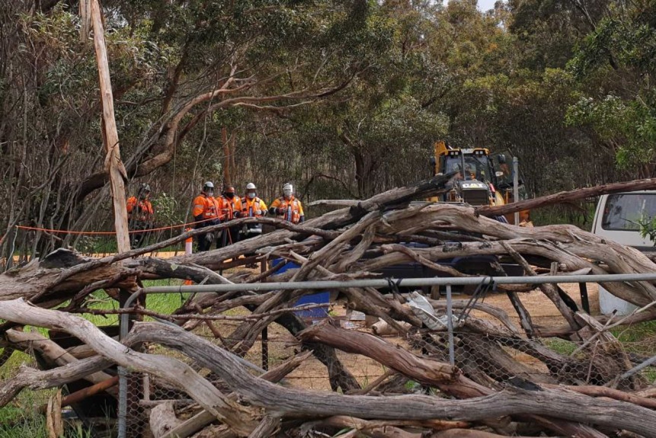 A fiddleback tree was removed for the Western Highway upgrade on Monday.