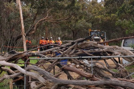 Djab Wurrung Directions Tree &#8216;felled&#8217; for Western Highway upgrade, protesters arrested