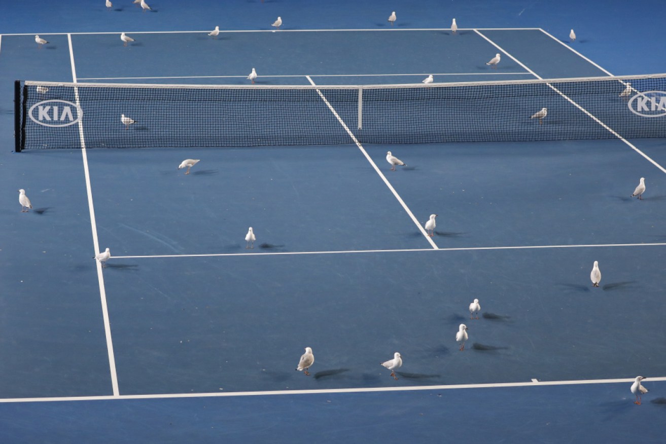 Spectators: Seagulls at the Australian Open earlier this year. 