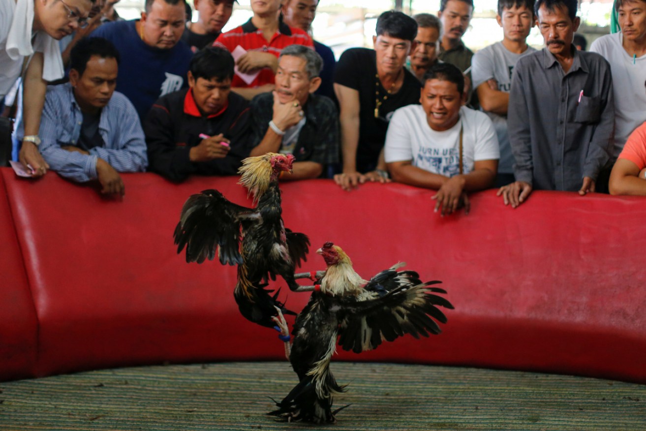 A police officer died during a raid on a cockfight in the Philippines.